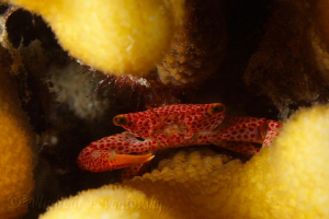 A tiny procelain crab hiding inside a finger coral at nig... by Vladimir Levantovsky 